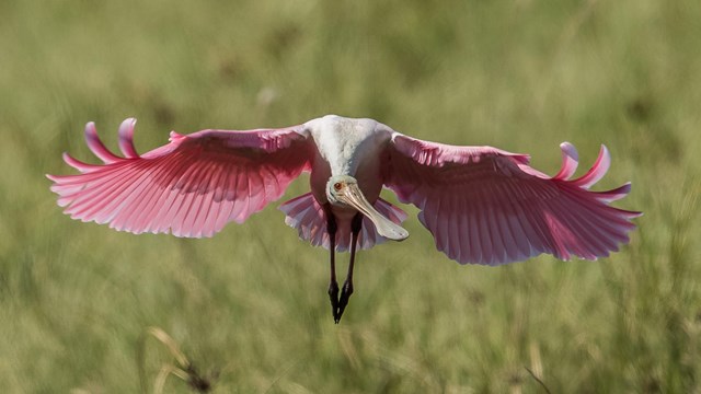 A roseate spoonbill flying straight on. 