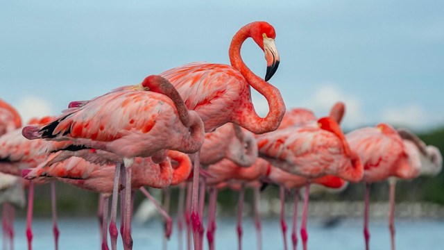 A flamboyance of flamingos stand in shallow water under a blue sky and mangroves in the background.