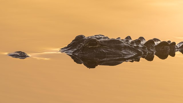 An alligator in water reflecting orange light.