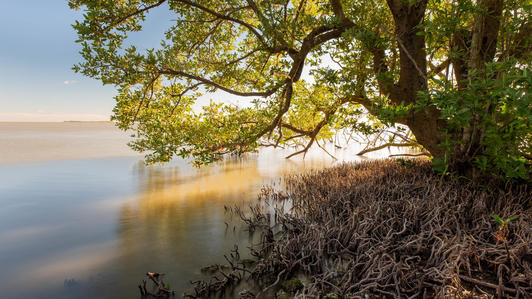 A tree with green leaves extends into a body of water.