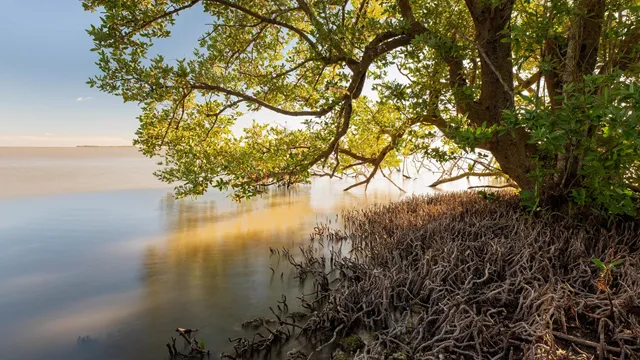 Everglades wetland landscape during the wet season