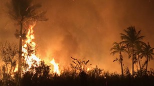 An intense fire burns in a prairie with palm trees. There is thick smoke in the background.
