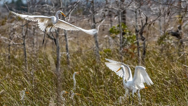 Two large, white birds are in the foreground. One in flight, the other on the ground.