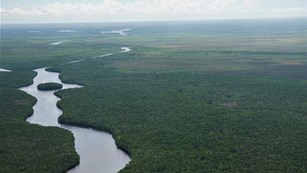 Aerial view of the Everglades. Dense green vegetation surrounds a long body of water.