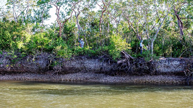 A large mound of shells with hardwood trees growing on top. There is calm water flowing by. 