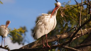 Return of Wading Bird Supercolonies!