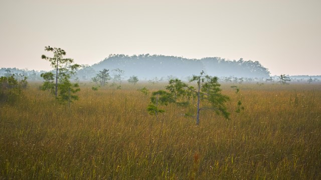 A copse of trees can be seen in the hazy distance with tan grasses and a tree in the foreground.