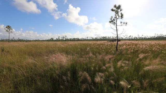A grassy prairie with 1 slender, deep green pine in the foreground and a forest in the background.