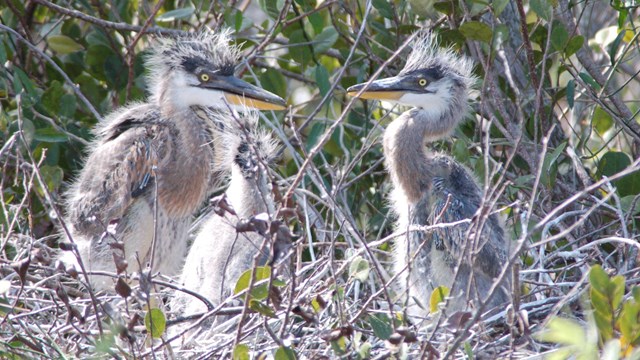 Monitoring Wildlife