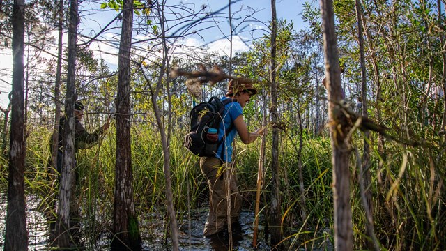 Two people hike through water, plants, grass and trees.