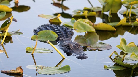 Anhinga Trail Webcam