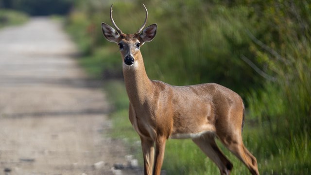 Picture of a deer in the park street.