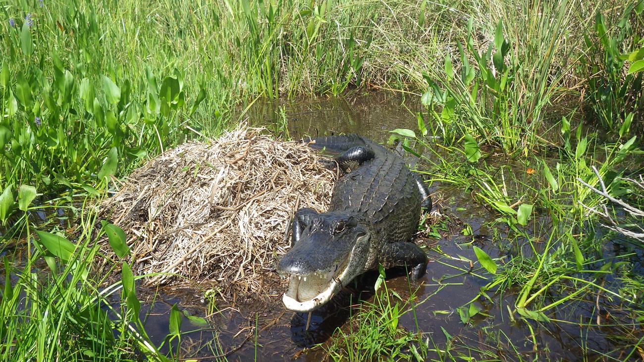 An alligator lies across a mound of dead vegetation with its mouth open