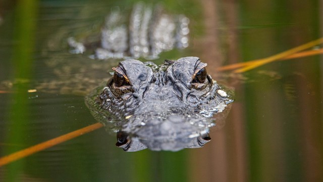 Photo of an Alligator in the water.