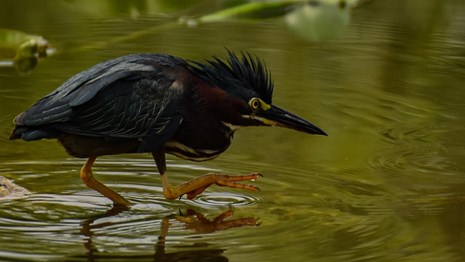 A dark bird with bright yellow legs, eyes, and a beak crouches low over water.