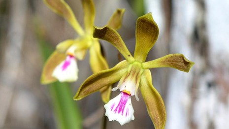 Two orchid flowers with five yellow petals and pink and white centers.