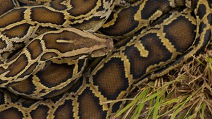 A mottled black, tan, and brown snake coiled on itself.