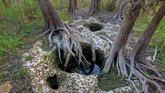 Holes in the limestone bedrock have trees growing out of them.