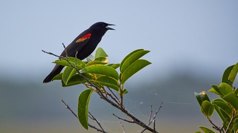A black bird with red tipped wings sits on a leafy branch with its mouth open.