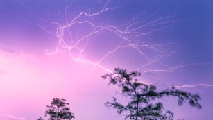 A bright white lightning bolt turns the night sky purple. A cypress tree is in silhouette.