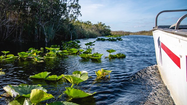 Spatterdock and a variety of plants and trees in the water near an airboat under a blue sky.