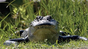 Alligator Production Suitability Index Model