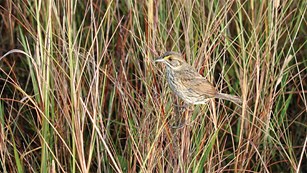 Behavioral Observations of the Cape Sable Seaside Sparrow