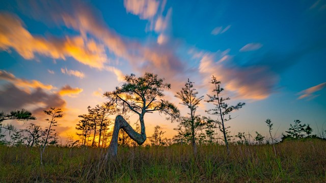 A vibrant orange and blue sunset behind a cypress "Z" tree.