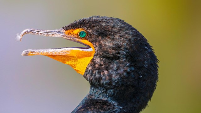 A tight shot of a cormorant's profile.