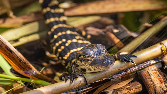 A baby alligator resting on a small branch.