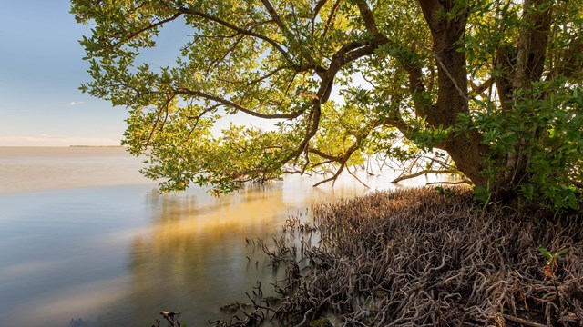 A tree with green leaves extends into a body of water.