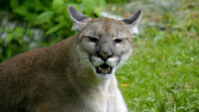 a tan feline sits on grass