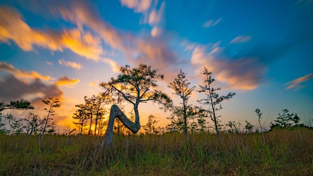 The "Z" tree under a bright blue and orange sky.