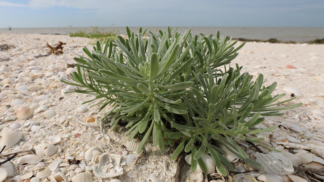 Succulent in the ground.