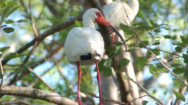 two white ibises stand in a tree