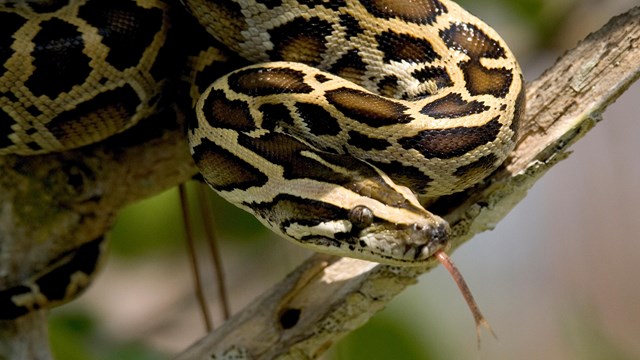 Florida Python Challenge&trade; in Everglades National Park