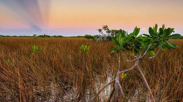 A mangrove under an orange and purple sky.