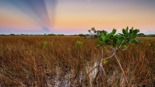 A small mangrove tree in a field of marsh grass under an orange and purple sky.