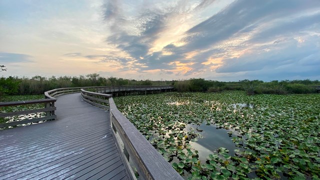 Mangroves under a purple blue sky.