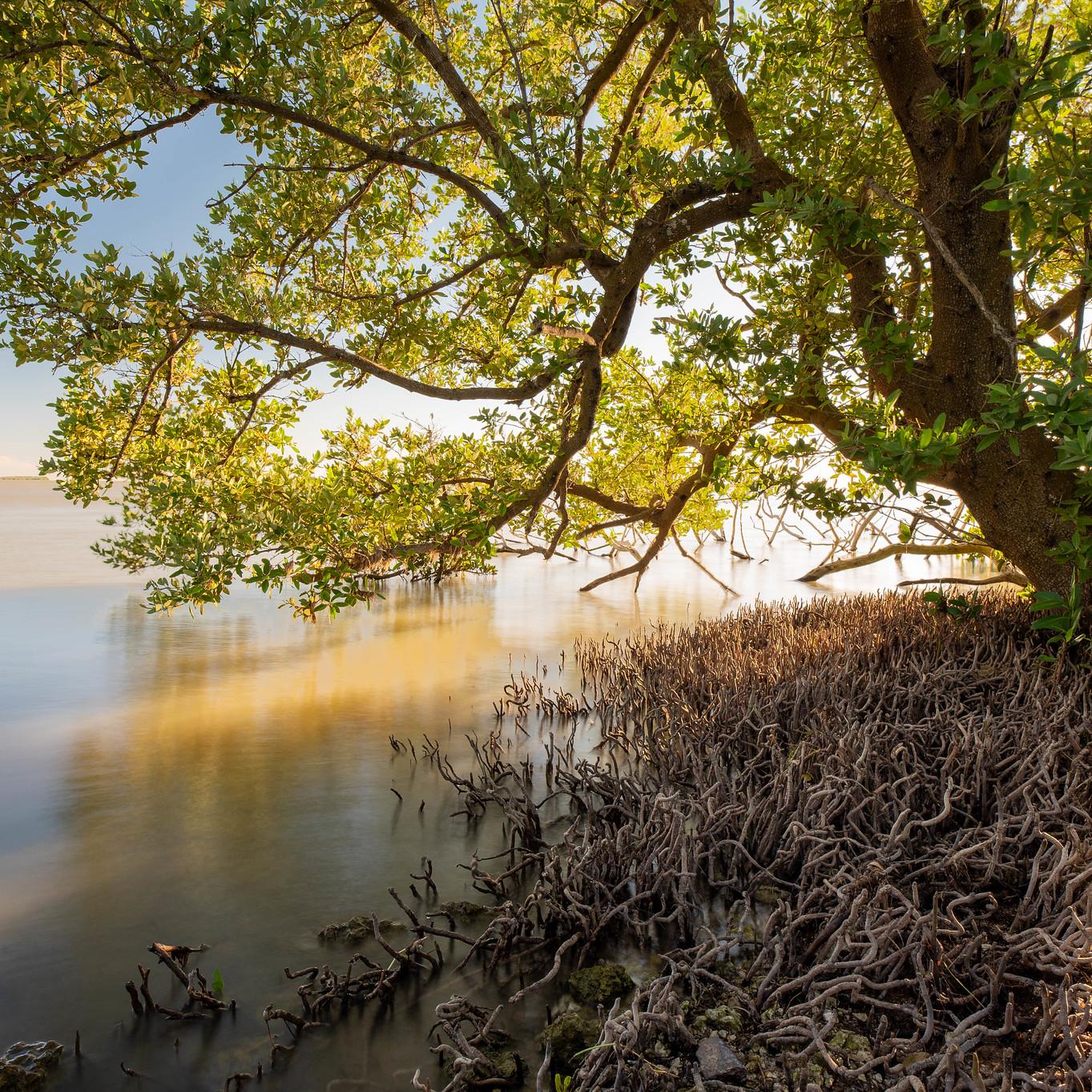 A tree with green leaves extends into a body of water.