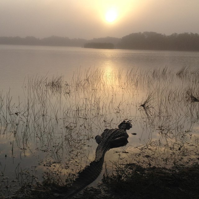 An alligator swims on the surface of a calm body of water. The sun is rising in the background. 