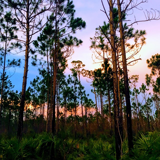 Tall pine trees with sunset colors of blue, purple, and pink in the background.