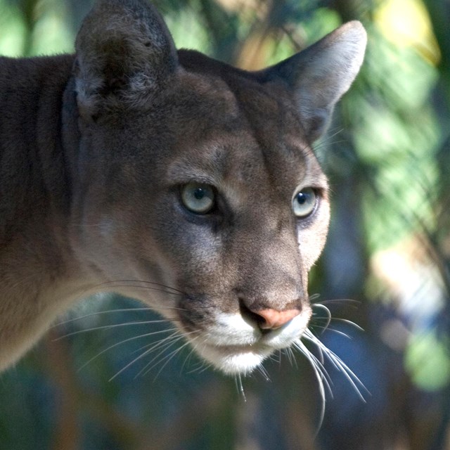 Close-up of a mountain lion. The animal has long whiskers, a pink nose, and green eyes. 