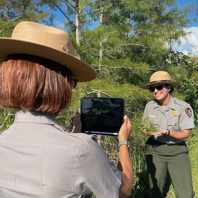 A park ranger being filmed, showing the branch of a tree