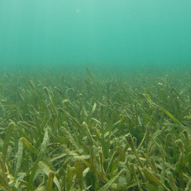 A n expanse of green seagrass with wide, short blades underwater