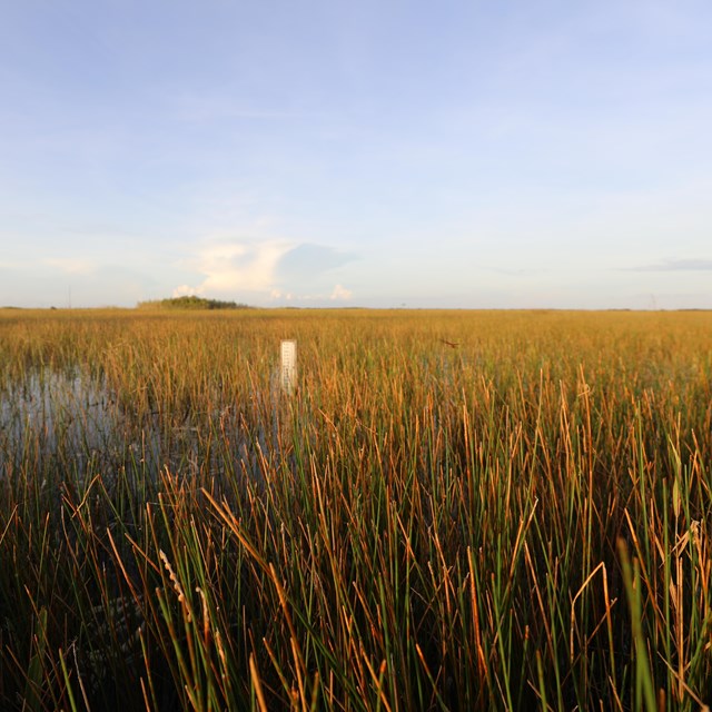 A flooded plain with grass-like plants growing out of the water.