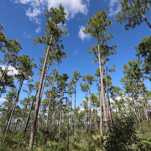 Looking into the open canopy of a pine forest. The tall, slender trees look like green q-tips.