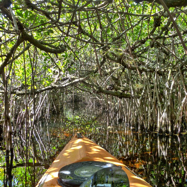 The front of an orange kayak heads into a tunnel of trees growing out of the water on spindly roots.