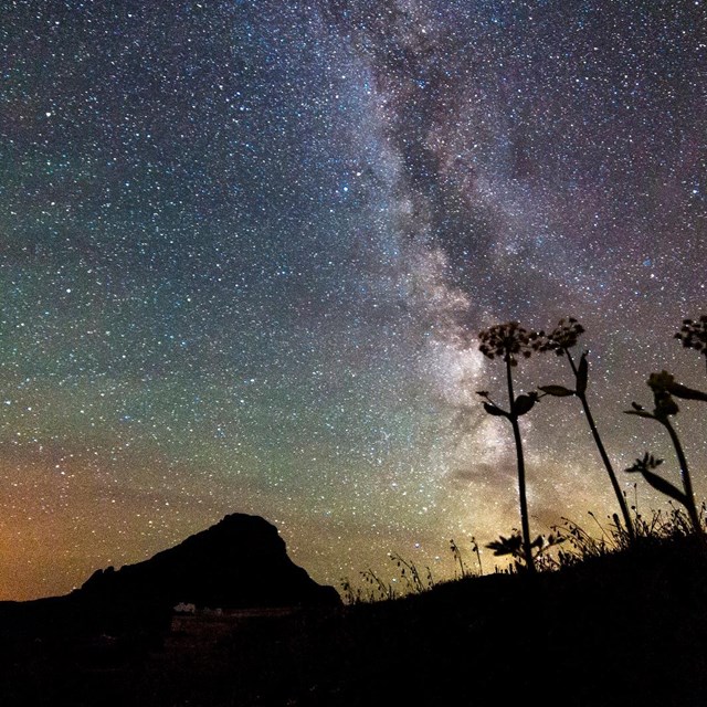 the wilky way with silhouettes of plants in the foreground