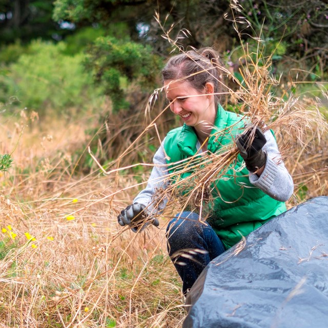 woman crouches in grassy area and puts pulled invasive species in a bag